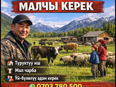 Кантка үй-бүлөлүү малчы керек